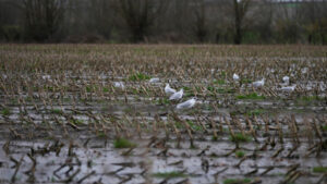 OHA reports that three individuals infected with bird flu traveled to Oregon amid the outbreak in Washington